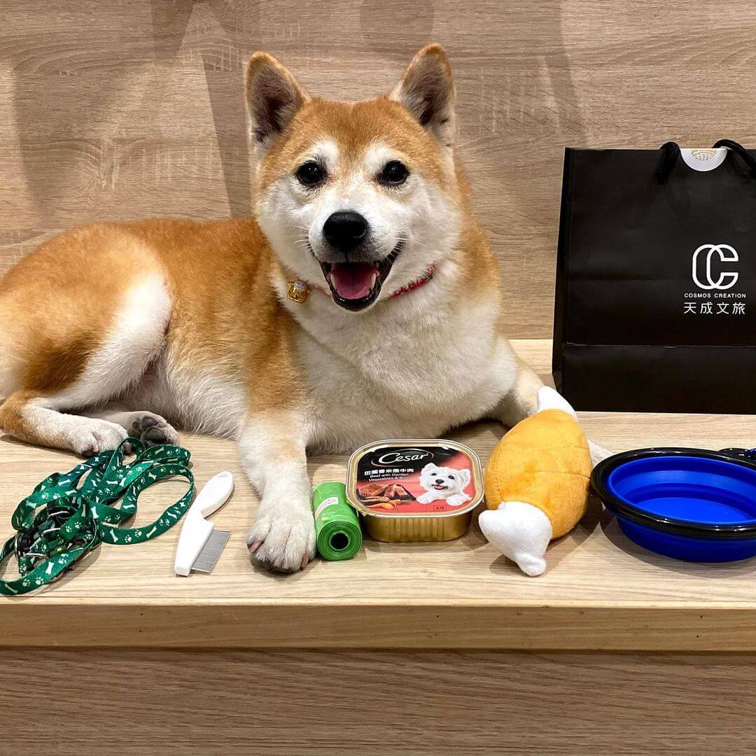 Southern Taiwan Accommodations | A Paradise for Pets! Check Out 6 Pet-Friendly Stays in Southern Taiwan!