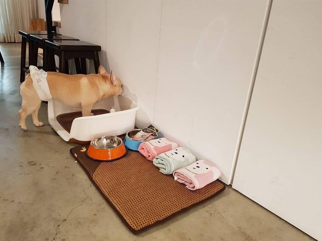 Southern Taiwan Accommodations | A Paradise for Pets! Check Out 6 Pet-Friendly Stays in Southern Taiwan!