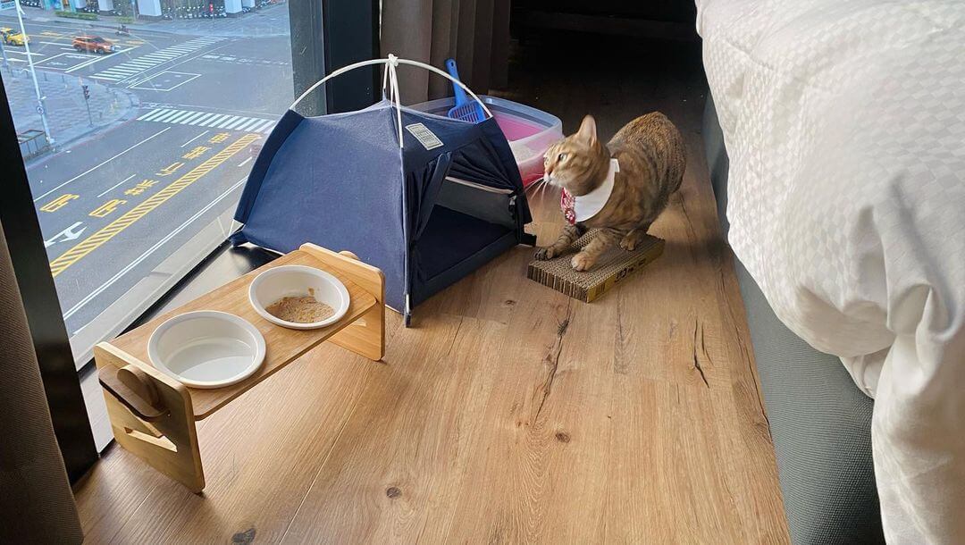 Southern Taiwan Accommodations | A Paradise for Pets! Check Out 6 Pet-Friendly Stays in Southern Taiwan!