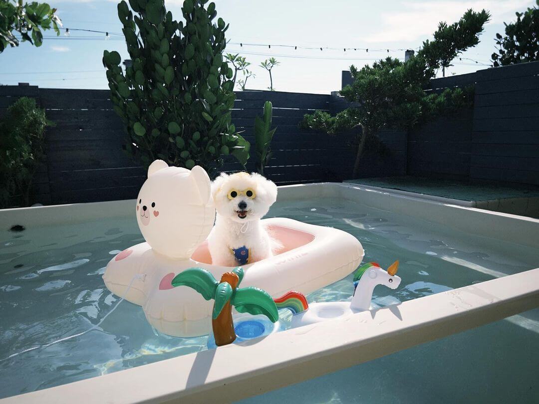 Southern Taiwan Accommodations | A Paradise for Pets! Check Out 6 Pet-Friendly Stays in Southern Taiwan!