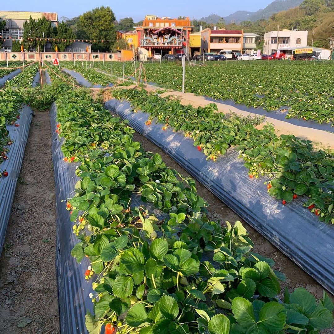 苗栗大湖草莓園推薦｜大湖巧合草莓園