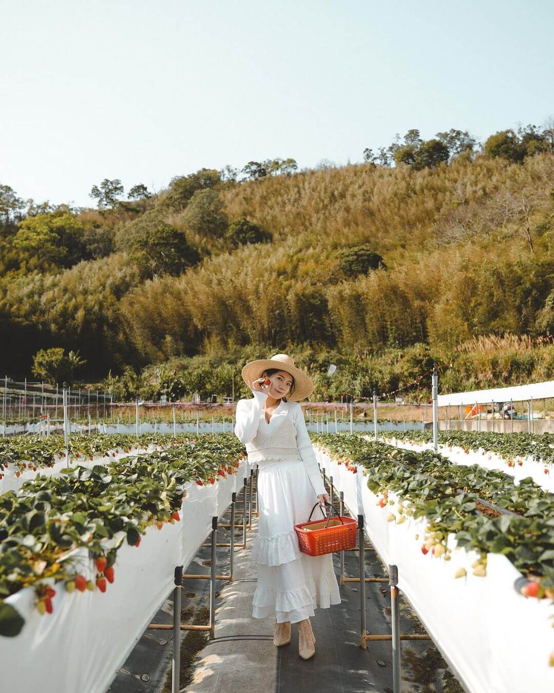 苗栗大湖草莓園推薦｜紅色琉璃瓦草莓園