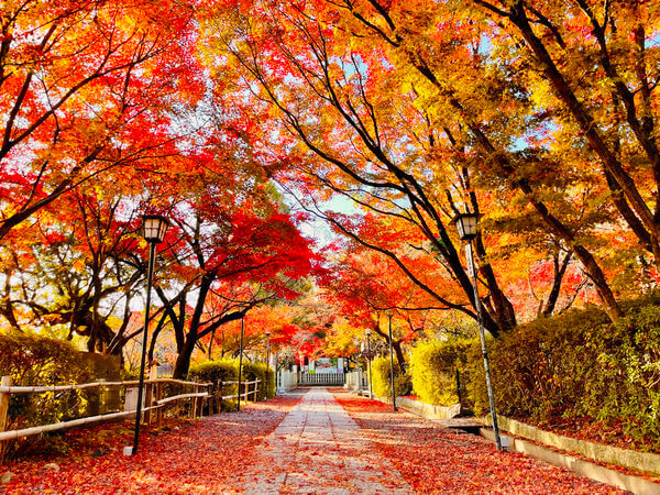 京都景點|京都6處隱藏版賞楓、銀杏地!走進金色隧道 看紅葉地毯、花燈路