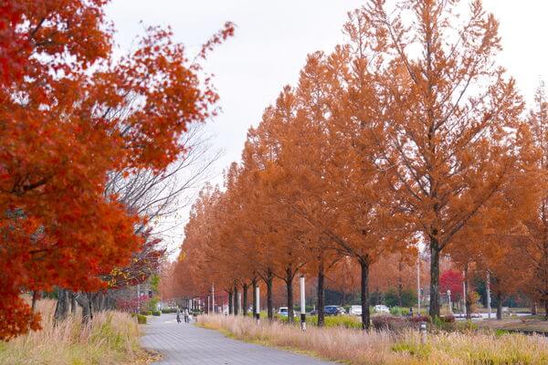京都景點|京都6處隱藏版賞楓、銀杏地!走進金色隧道 看紅葉地毯、花燈路