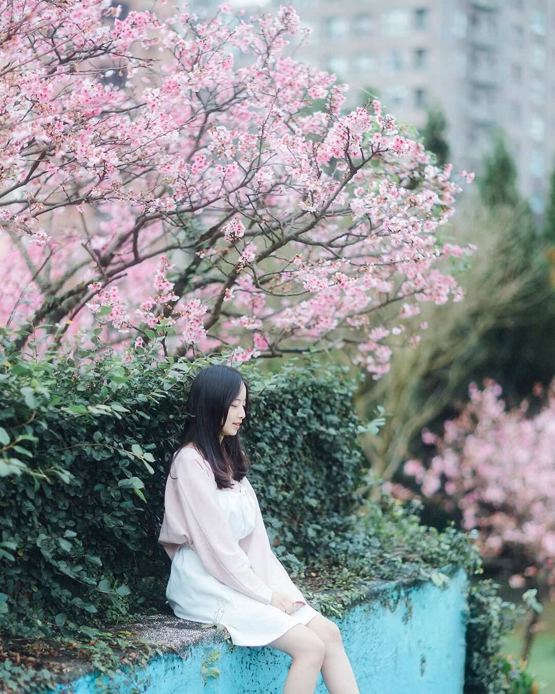 樂活公園櫻花步道