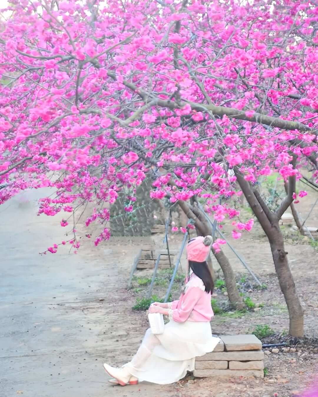 2025全台賞櫻景點｜半天岩紫雲寺