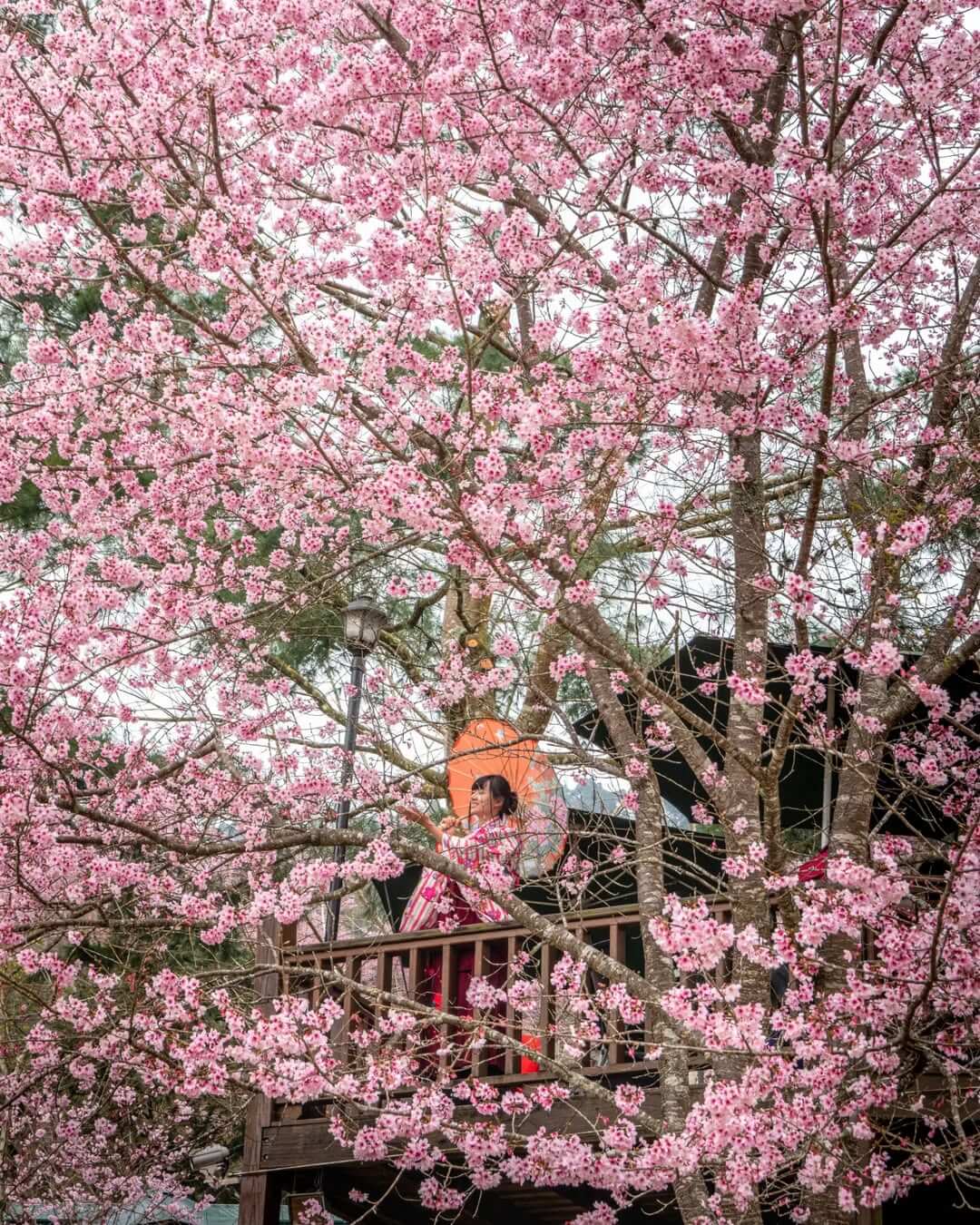 2025全台賞櫻景點｜山上人家森林農場