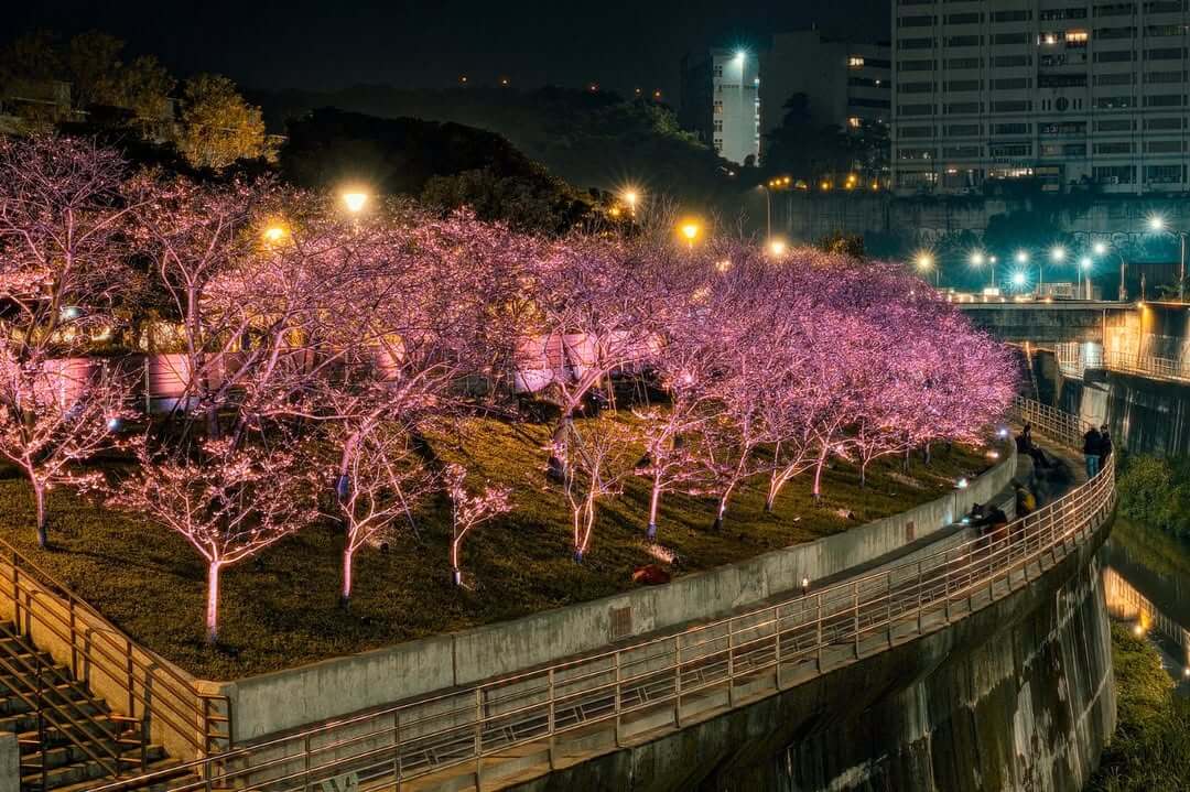 2025全台賞櫻景點｜樂活公園