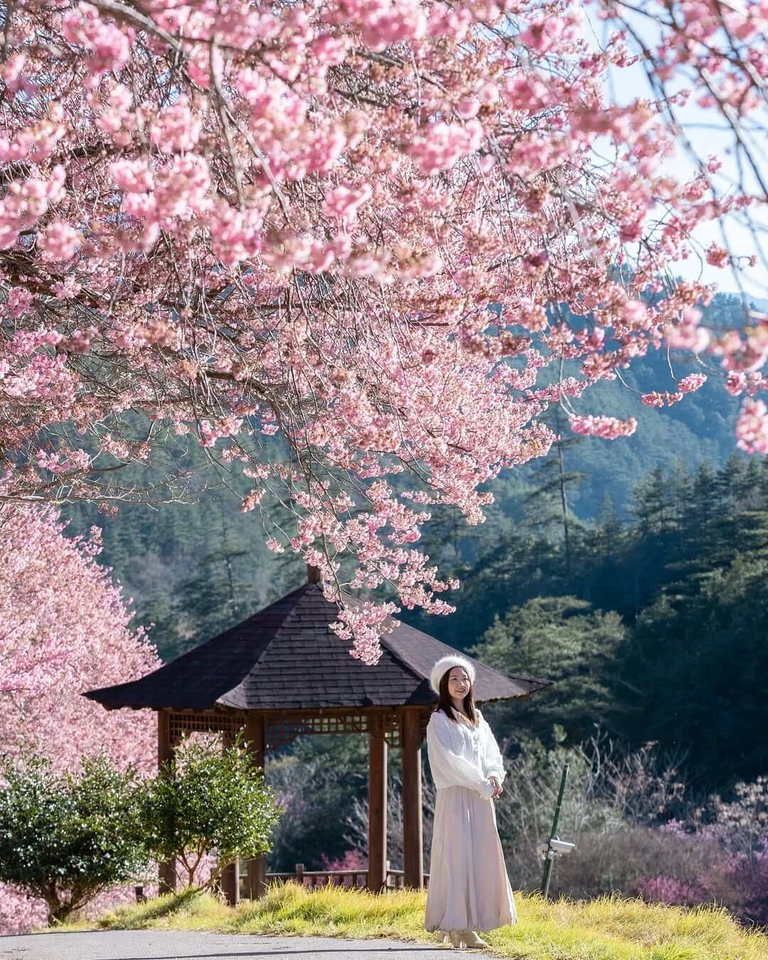 2025全台賞櫻景點｜武陵農場