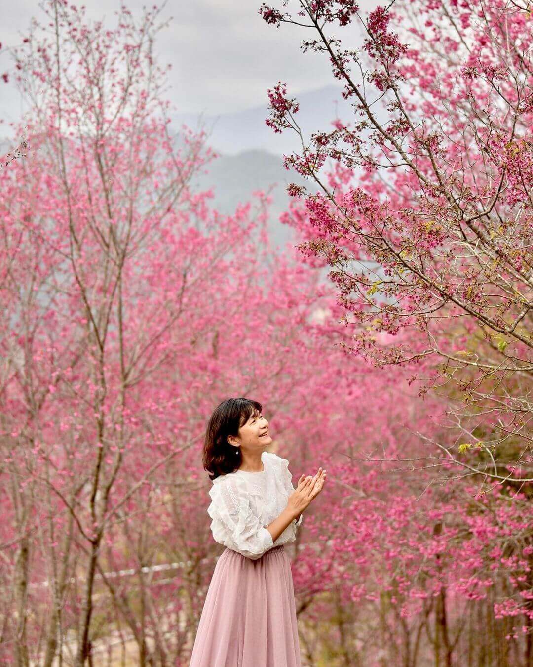 2026全台賞櫻景點｜前進如夢似幻的樂活公園、石壁風景區，見證粉紅爆擊！