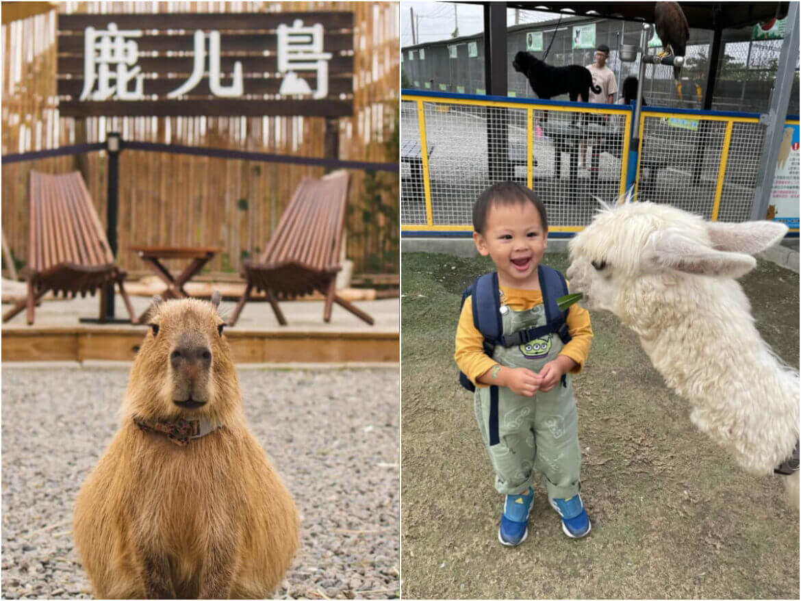 南部景點｜南部六大特色農場！鹿ㄦ島水豚生態園區、三隻小豬萌翻你的心