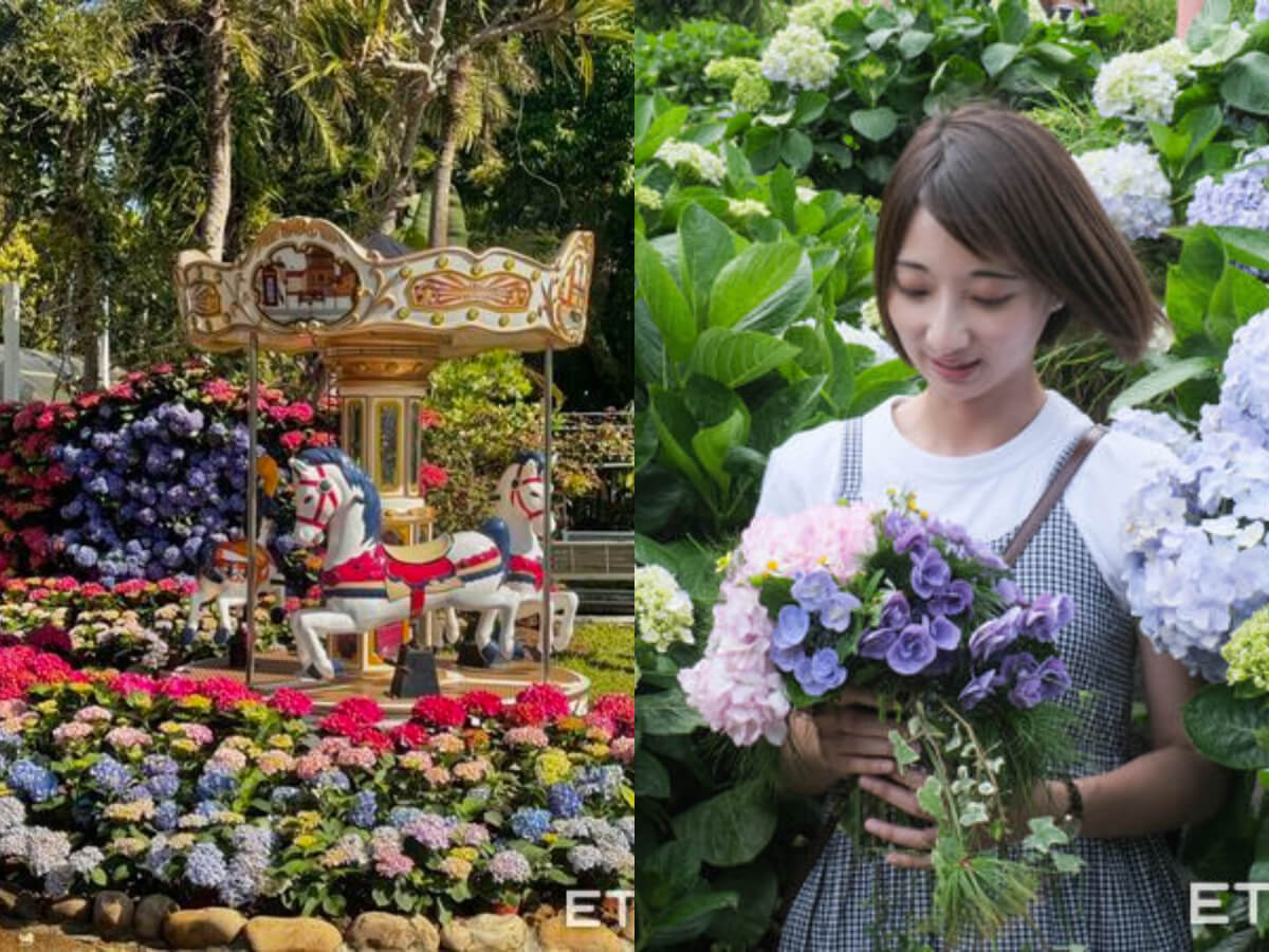 苗栗景點｜花草天堂「繡球花季」開跑！搬進雲霄飛車、旋轉木馬