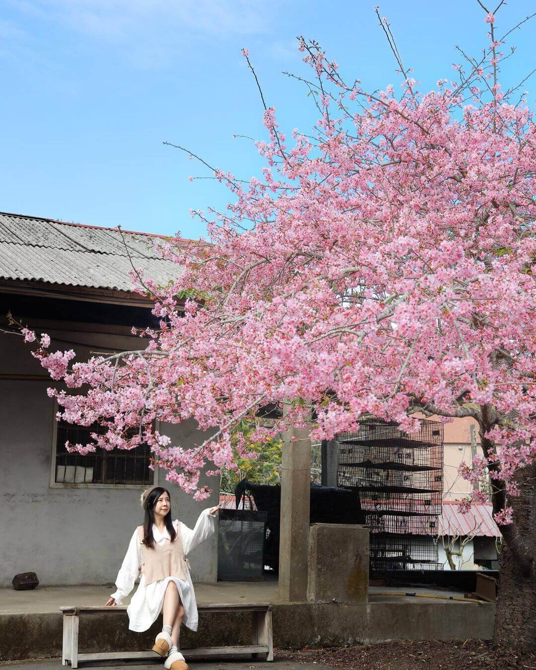 2026全台賞櫻景點|前進如夢似幻的樂活公園、石壁風景區,見證粉紅爆擊! 2026全台賞櫻景點|前進如夢似幻的樂活公園、石壁風景區,見證粉紅爆擊!