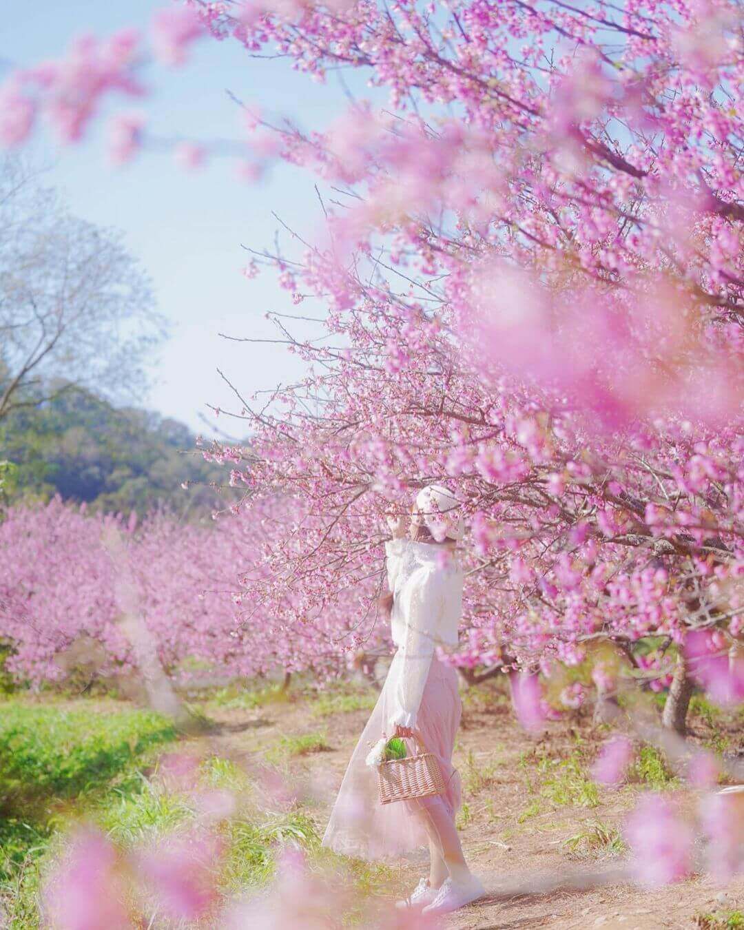 2026全台賞櫻景點|前進如夢似幻的樂活公園、石壁風景區,見證粉紅爆擊! 2026全台賞櫻景點|前進如夢似幻的樂活公園、石壁風景區,見證粉紅爆擊!