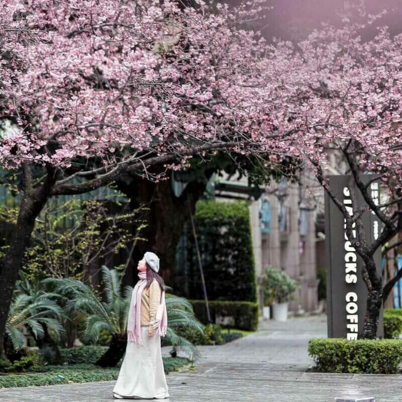 2026全台賞櫻景點|前進如夢似幻的樂活公園、石壁風景區,見證粉紅爆擊! 2026全台賞櫻景點|前進如夢似幻的樂活公園、石壁風景區,見證粉紅爆擊!