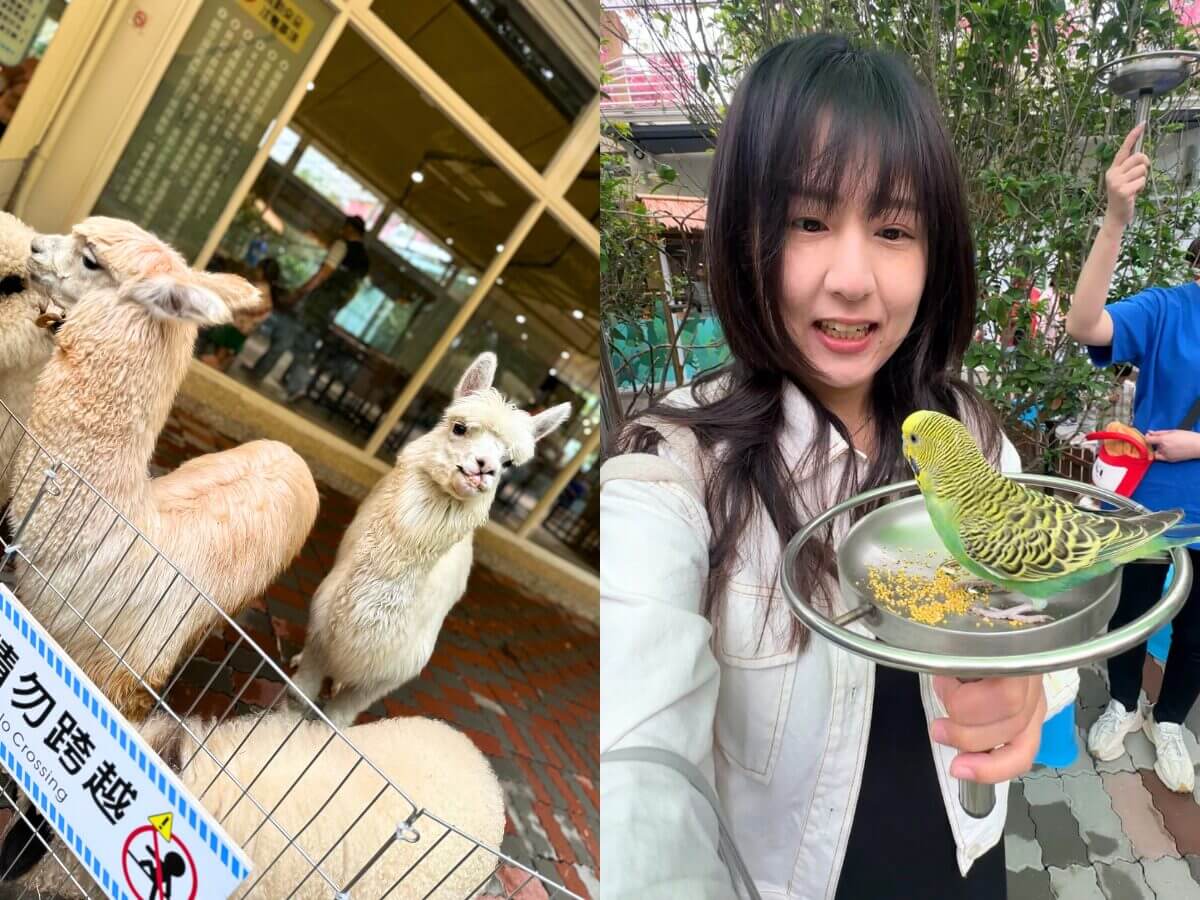 高雄一日遊推薦|三大私房景點路線懶人包:泡麵土地公、水豚互動園、彩色小鎮