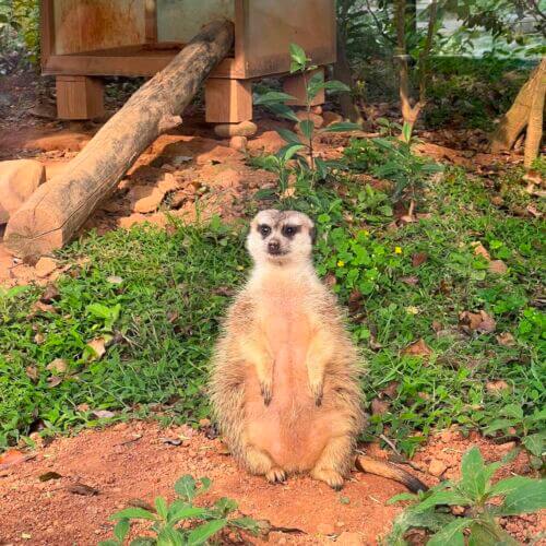 六福村動物王國