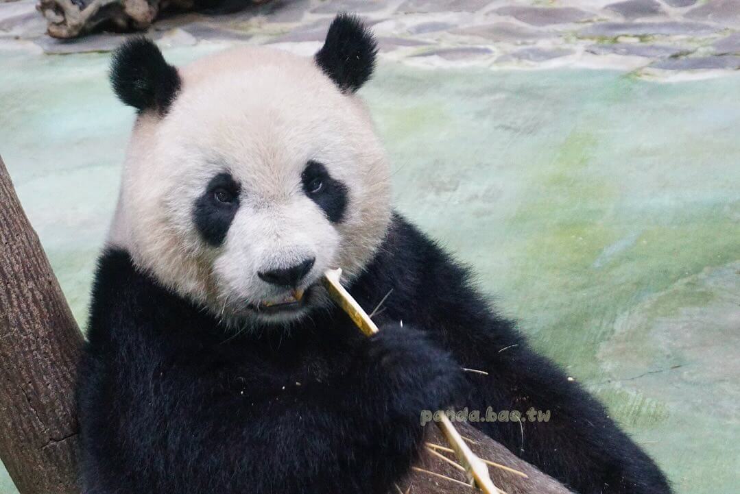 臺北市立動物園