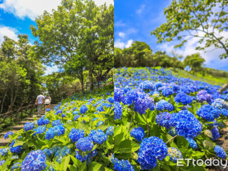 宜蘭景點｜北宜公路「免費繡球花海」正美！制高點遠眺龜山島、蘭陽平原