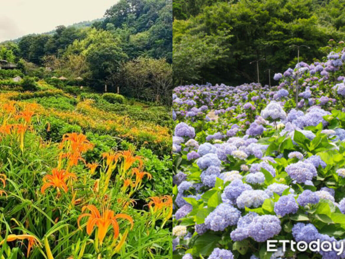 台北景點｜陽明山不只採海芋，竹子湖也能賞金針花！4家農園都有種，7月底接棒台北繡球花季