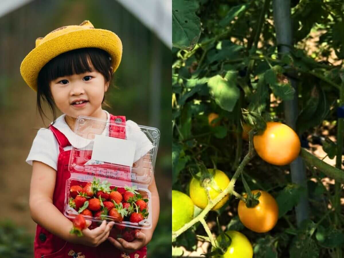 全台草莓園懶人包｜草莓控集合！7大夢幻草莓園採果＋甜點一次吃透透