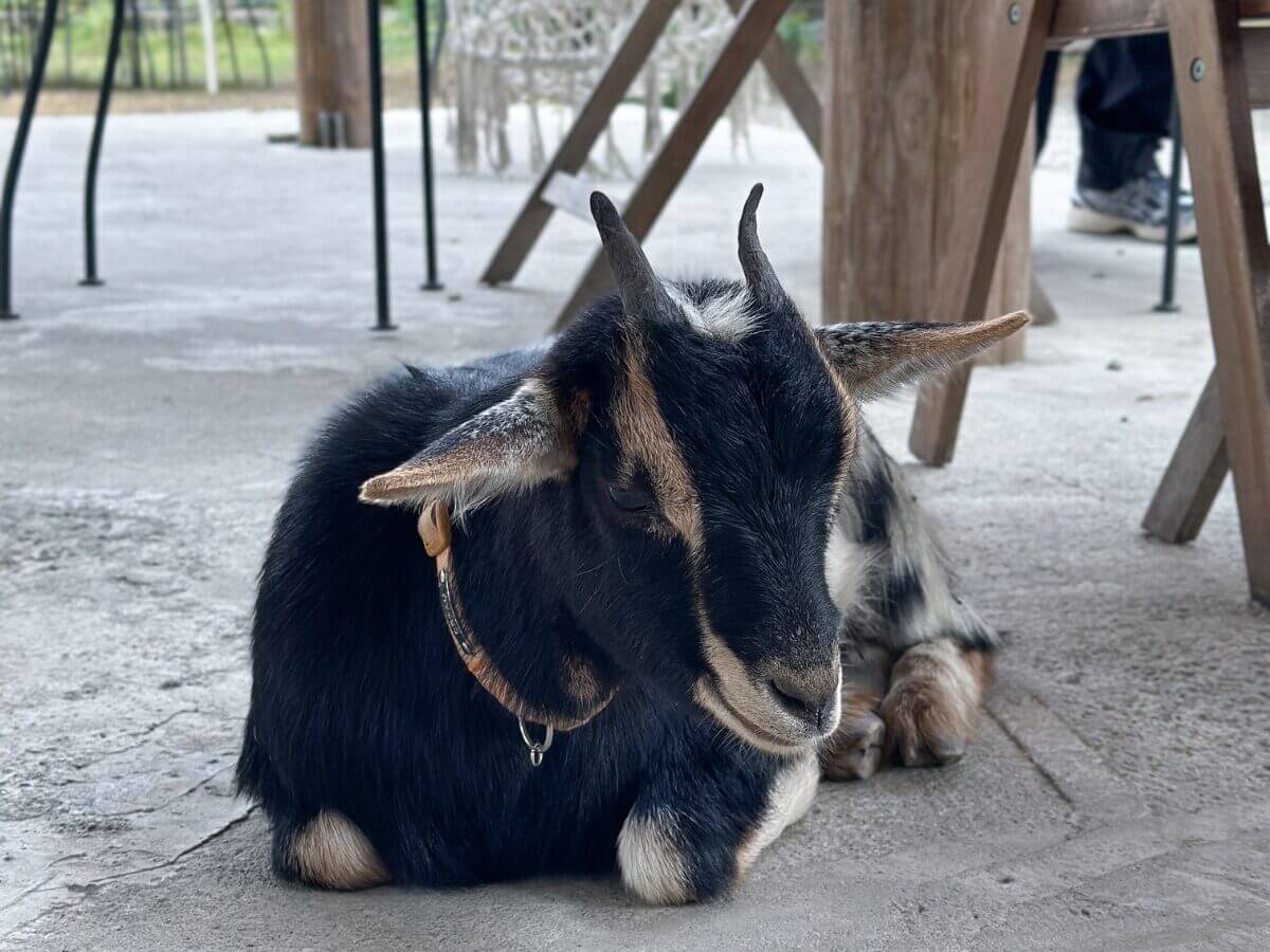 台中景點｜后里 3 大人間仙境一次玩！落羽松秘境、透明獨木舟、火炎山景觀餐廳全收錄