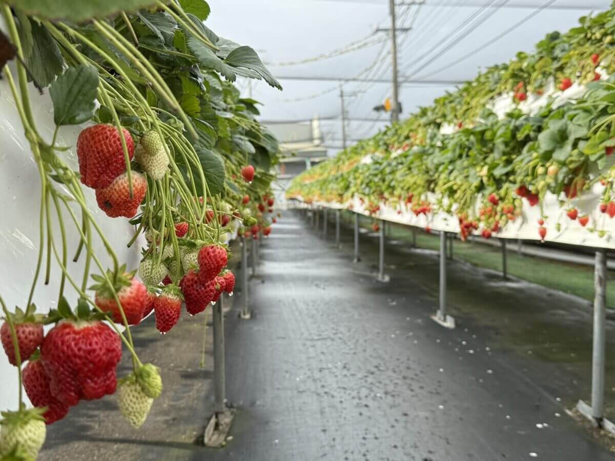 全台草莓園懶人包｜草莓控集合！7大夢幻草莓園採果＋甜點一次吃透透