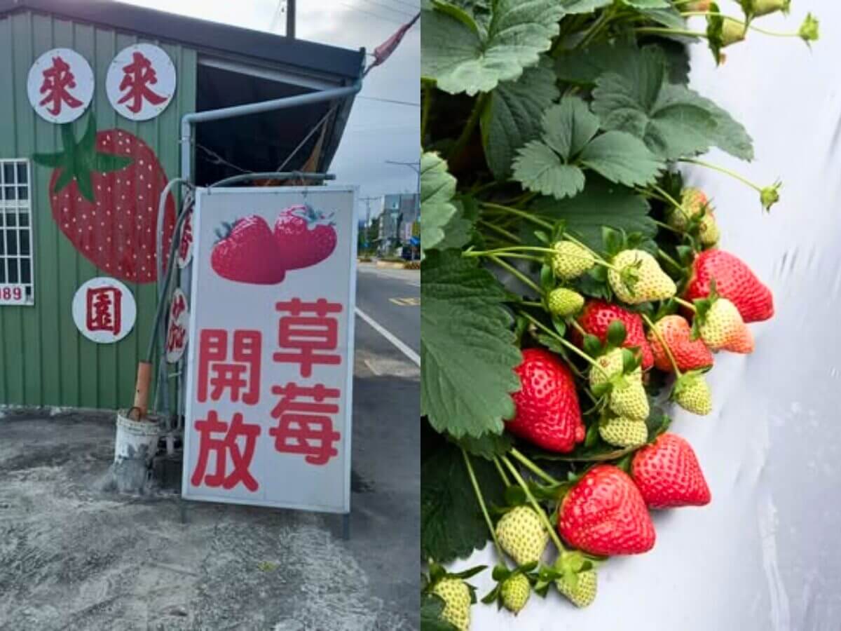 全台草莓園懶人包｜草莓控集合！7大夢幻草莓園採果＋甜點一次吃透透