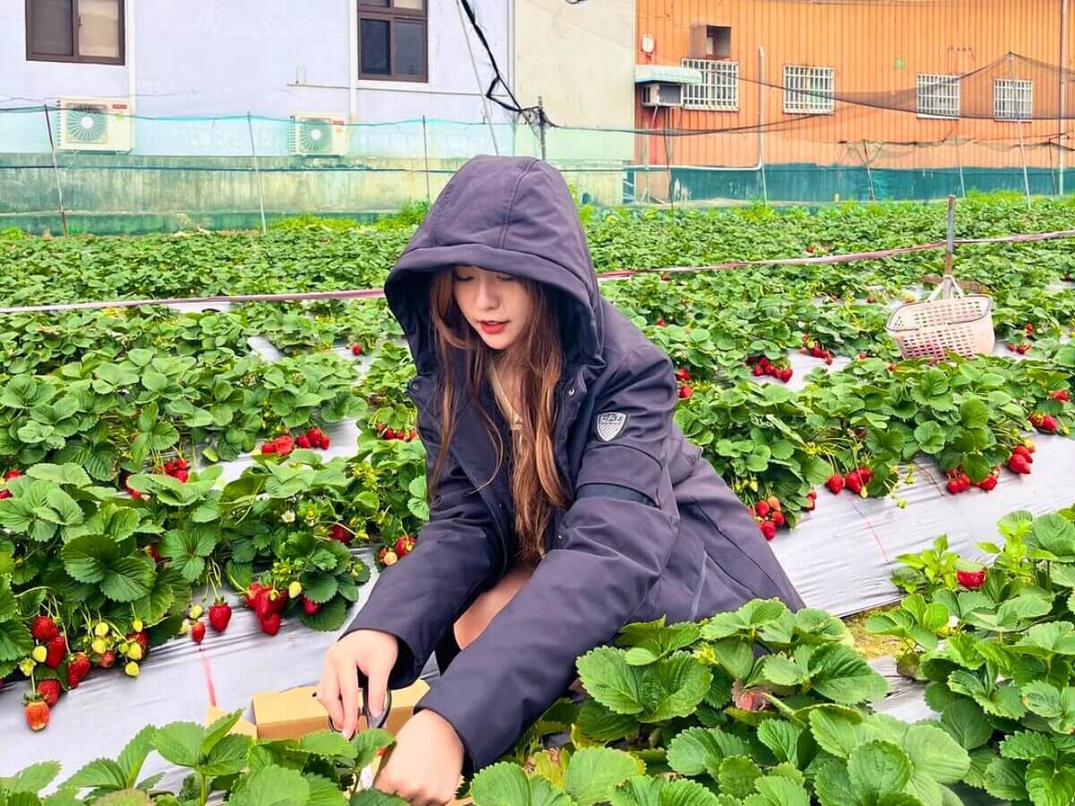 全台草莓園懶人包｜草莓控集合！7大夢幻草莓園採果＋甜點一次吃透透