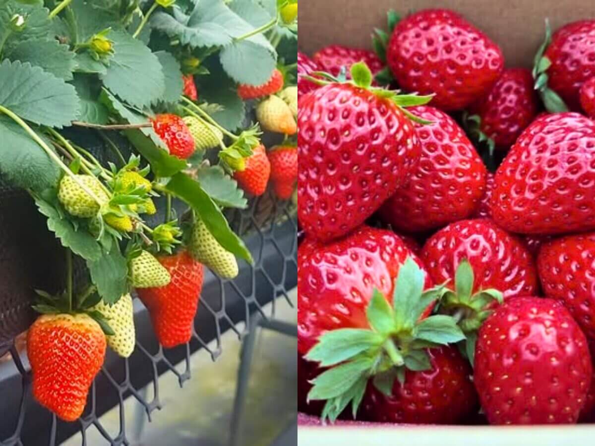 全台草莓園懶人包｜草莓控集合！7大夢幻草莓園採果＋甜點一次吃透透