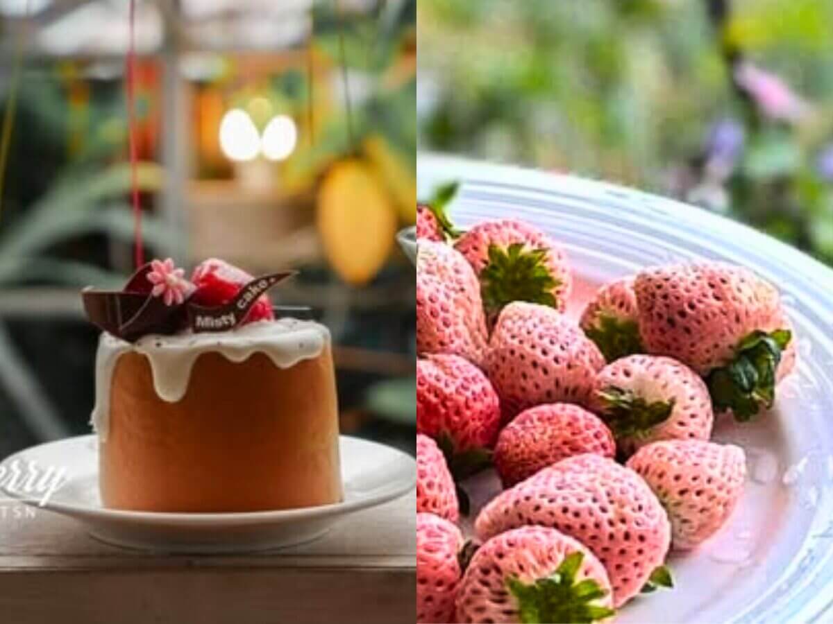 全台草莓園懶人包｜草莓控集合！7大夢幻草莓園採果＋甜點一次吃透透