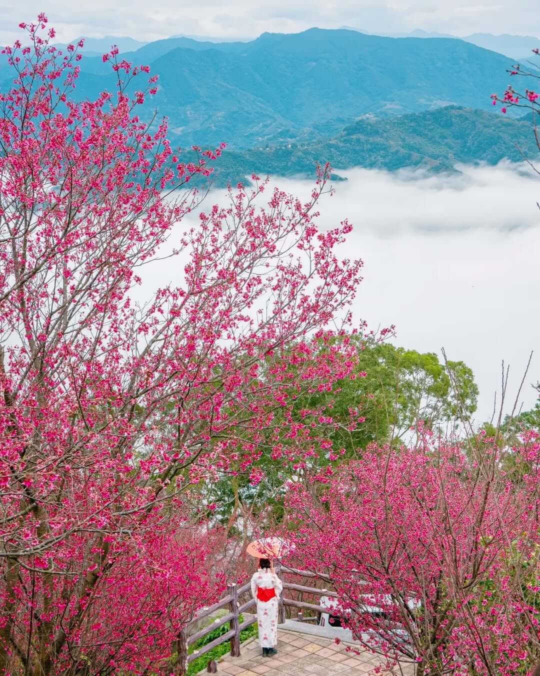 苗栗賞櫻推薦 協雲宮
