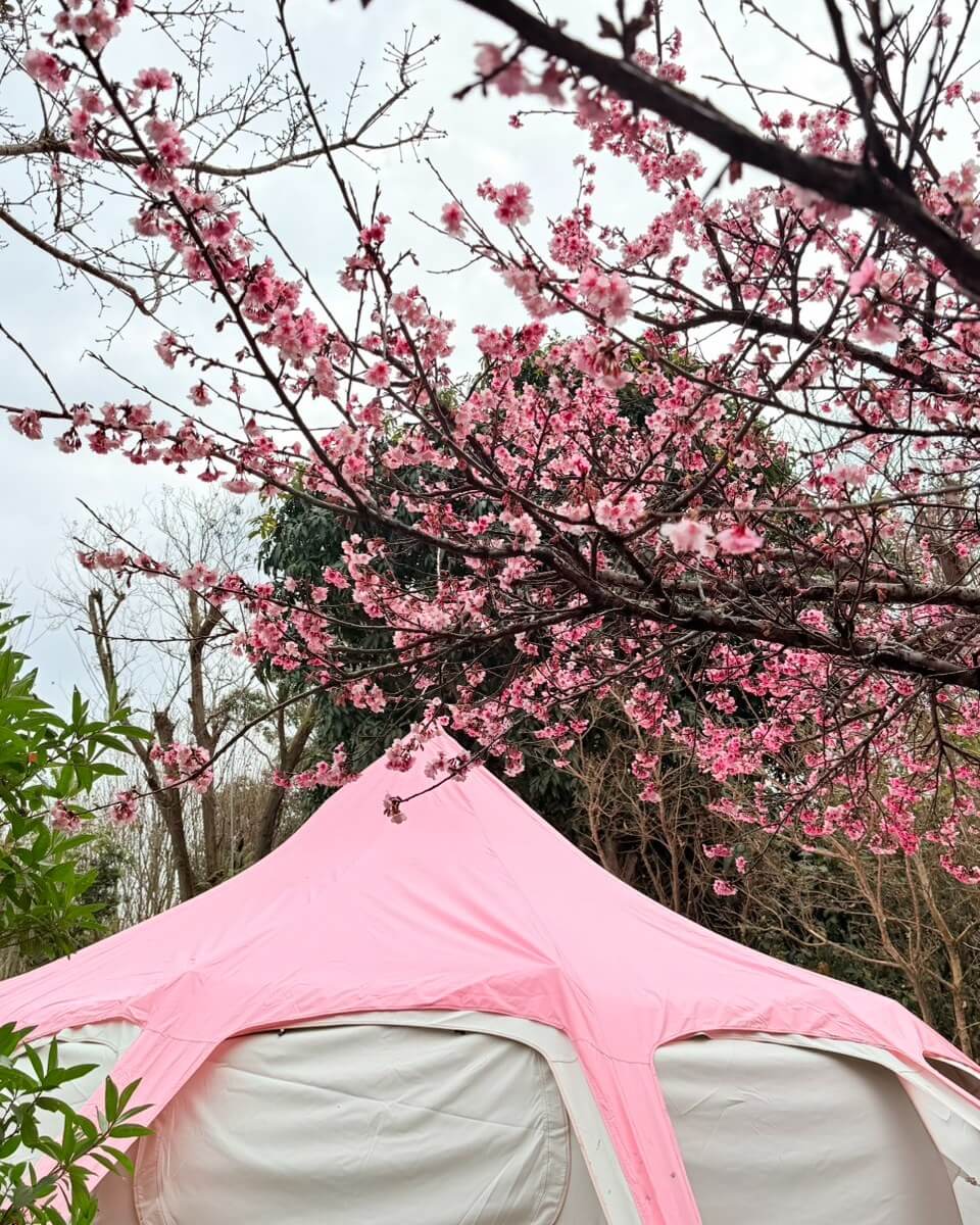 苗栗賞櫻推薦 寨酌然 野奢庄園