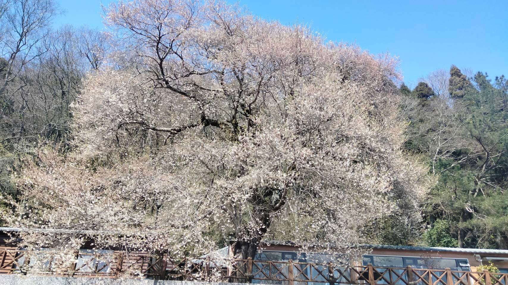 苗栗賞櫻推薦 觀霧山莊