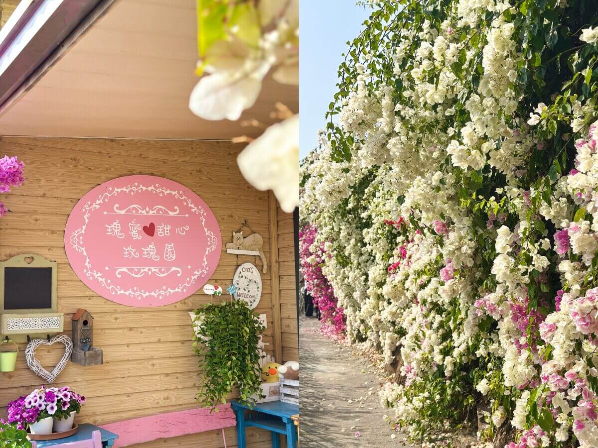 南投一日遊｜連假就衝「最美粉紅山丘」！麝香木花海＋集集武昌宮＋集集車站＋香蕉冰淇淋順路玩