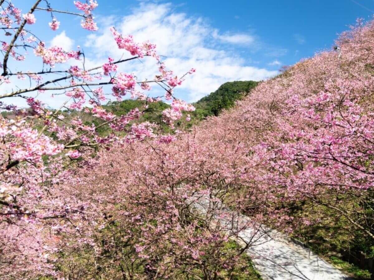 2026賞櫻一日遊懶人包｜5條賞櫻一日遊行程直接照著走