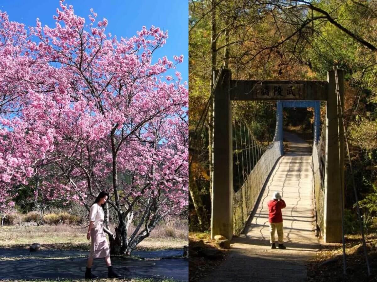 2026賞櫻一日遊懶人包｜5條賞櫻一日遊行程直接照著走