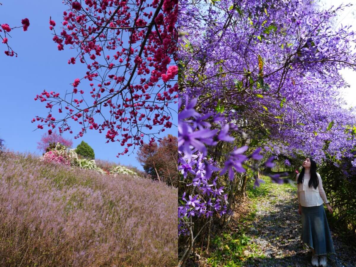 南投一日遊｜連假就衝「最美粉紅山丘」！麝香木花海＋集集武昌宮＋集集車站＋香蕉冰淇淋順路玩