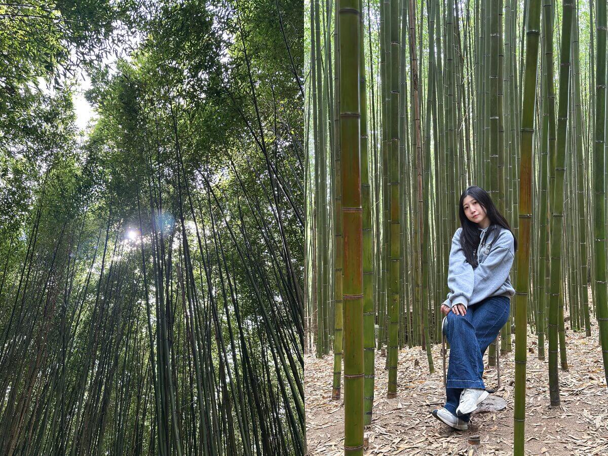 苗栗一日遊｜泰安免門票景點攻略：溫泉煮蛋、竹林秘境、洗水坑豆腐街