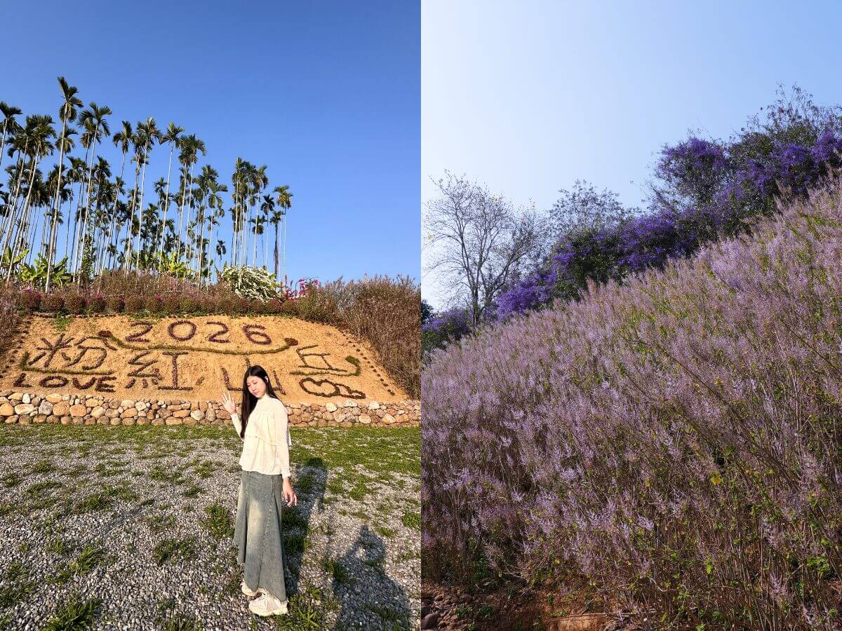 南投一日遊｜連假就衝「最美粉紅山丘」！麝香木花海＋集集武昌宮＋集集車站＋香蕉冰淇淋順路玩