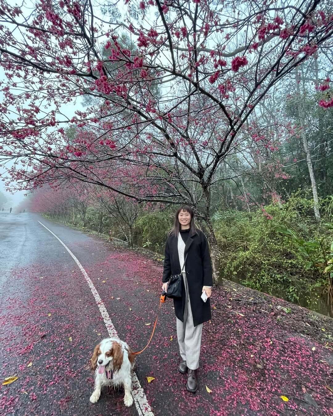 苗栗賞櫻推薦 苑裡鎮櫻花大道