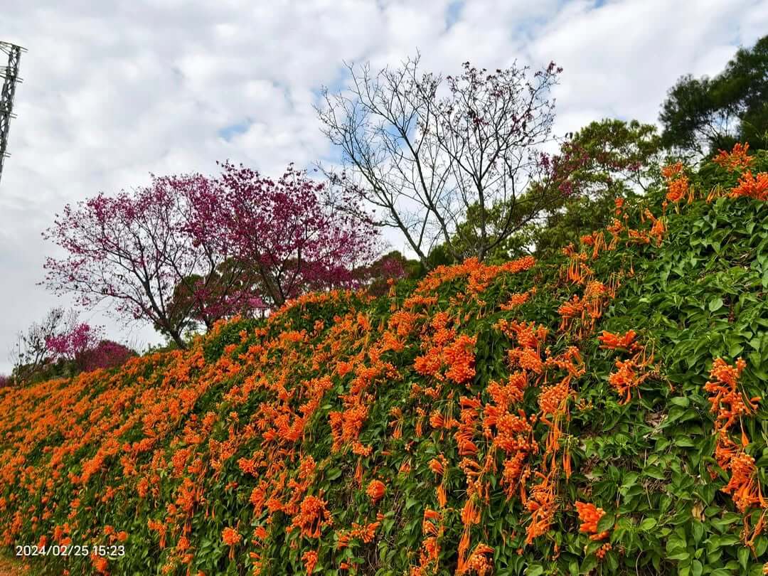 苗栗賞櫻推薦 銅鑼環保公園
