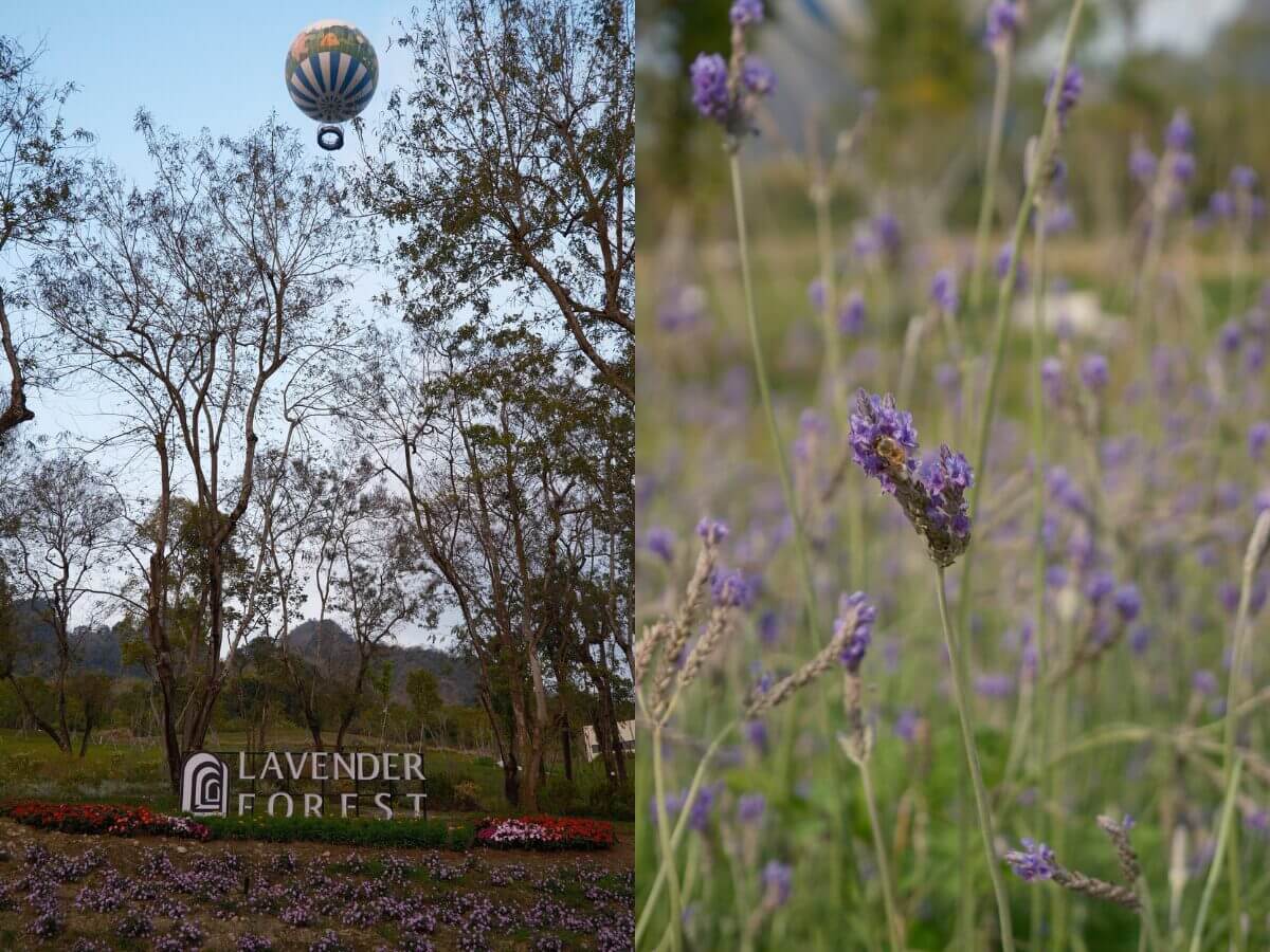 南投最新景點｜薰衣草森林九九峰氦氣球樂園開箱！升空看火炎山地貌＋花季散步＋園區燒肉一次玩