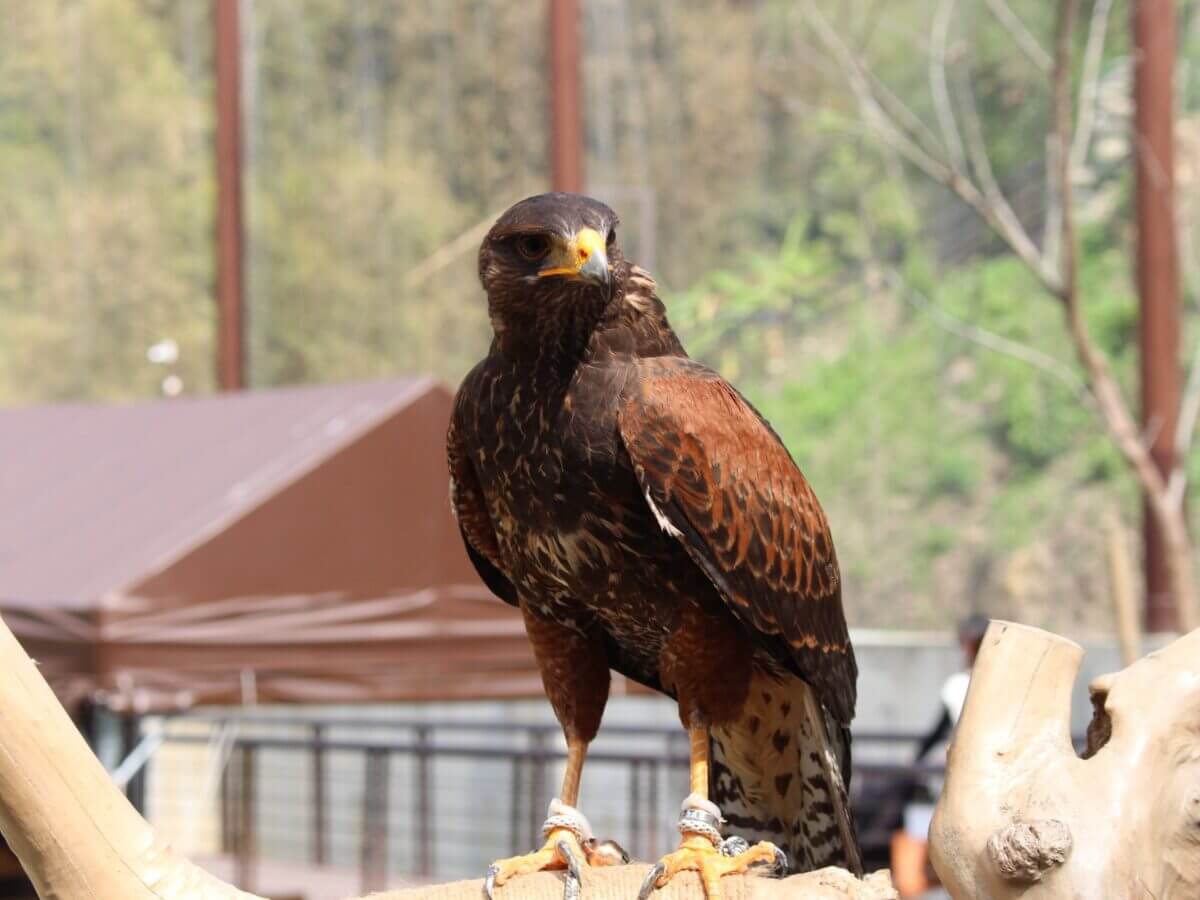 高雄一日遊｜最新親子景點「野森動物學校 」3 月正式開放！狐獴互動、狐狸谷、栗翅鷹上手體驗＋內門美食一日遊