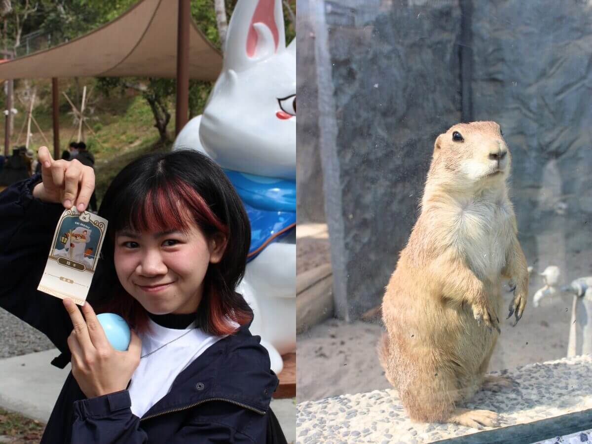 高雄一日遊｜最新親子景點「野森動物學校 」3 月正式開放！狐獴互動、狐狸谷、栗翅鷹上手體驗＋內門美食一日遊