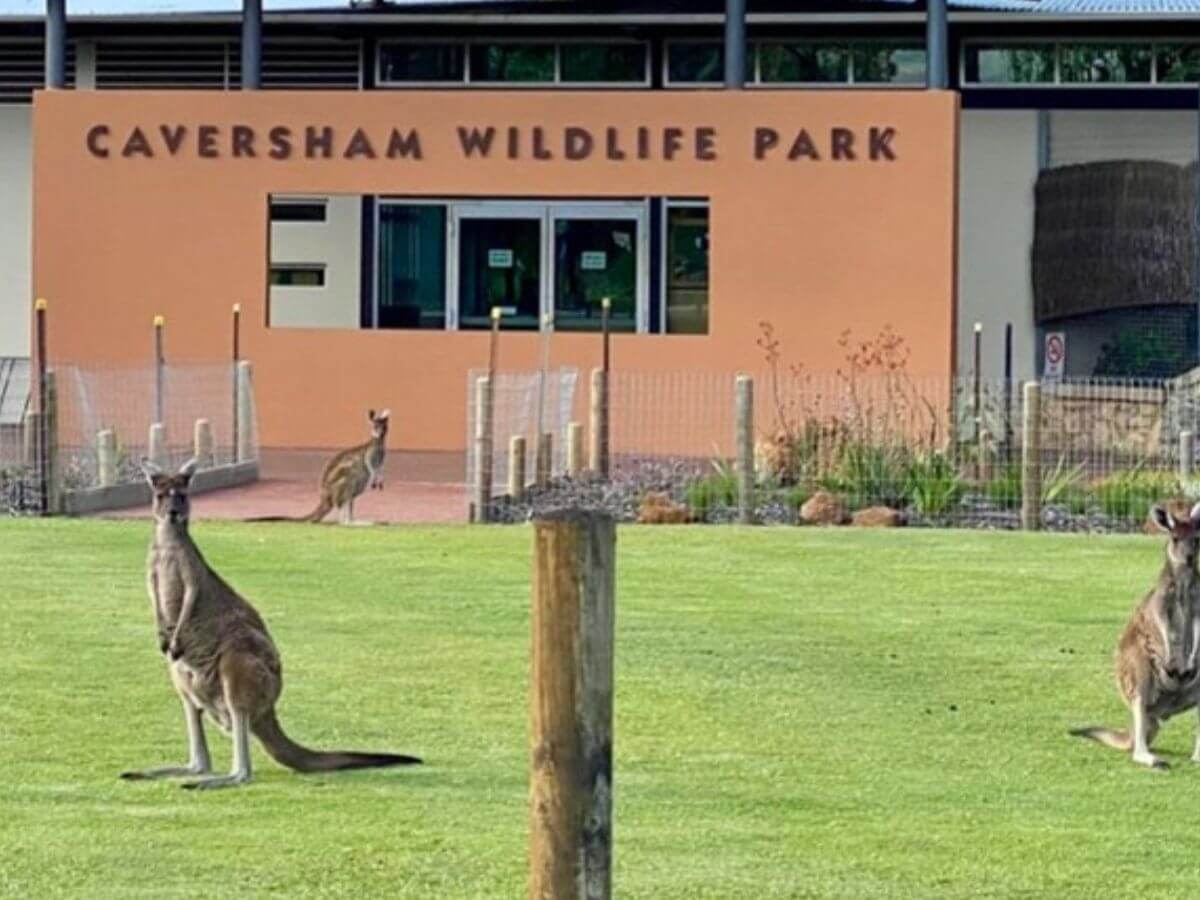 澳洲景點推薦 2026|買門票就送無尾熊合照!在地人必去高CP值動物園,餵袋鼠、摸袋熊一次完成
