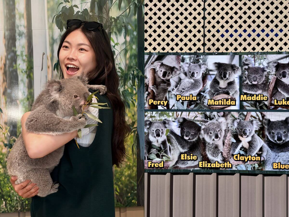 澳洲景點推薦 2026|買門票就送無尾熊合照!在地人必去高CP值動物園,餵袋鼠、摸袋熊一次完成