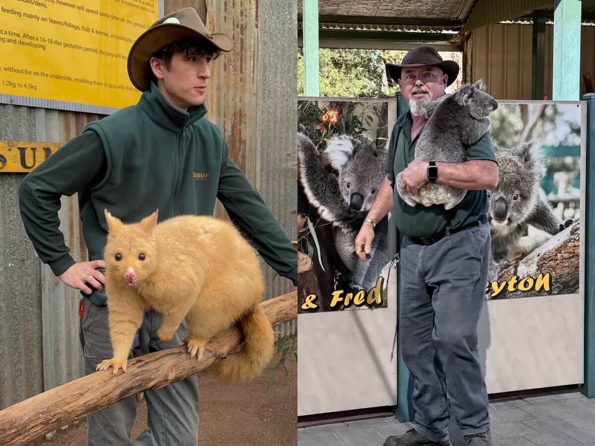 澳洲景點推薦 2026|買門票就送無尾熊合照!在地人必去高CP值動物園,餵袋鼠、摸袋熊一次完成
